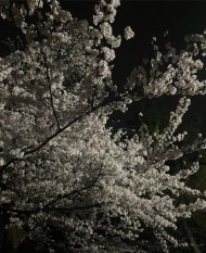 うらら 日記