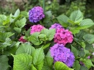 お知らせです🐼☘️ 日記