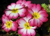 ありがとう 日記