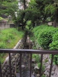 前橋で蛍が飛ぶ場所わかった。 日記