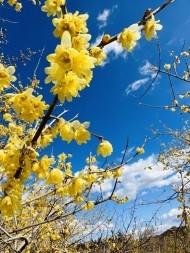 大好きな香り♡ 日記