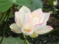 お盆といえば、7月　８月　これは太陽暦がかかわっているんです 日記