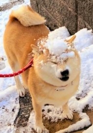 ☃️🌨️2日(日)は平地でも雪？🤔かなり冷え込むらしい🥶 日記