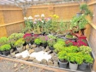 始まったばかりの菊まつりは、 日記