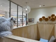 お礼と🐈💛 日記