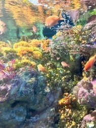 涼を求めて🐠🫧‪ 日記
