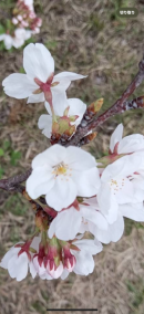桜🌸 日記