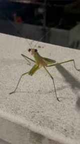 幸運の前兆❣️ 日記