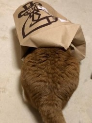 ばっさりと 日記