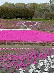 ひとみ 日記