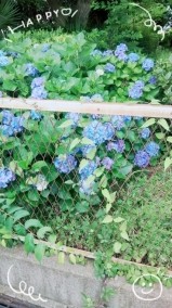 綺麗🌺 日記