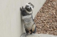 ありがとう? 日記