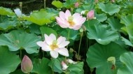 今日も　ありがとうございました 日記