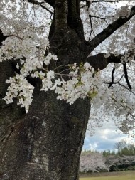 このあと！ 日記