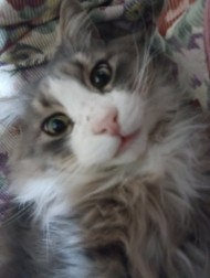 携帯電話を換えましたら📱 日記