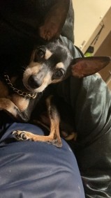 愛犬の悲劇。 日記
