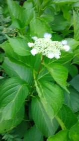 暑くなりそうでしたね〜 日記