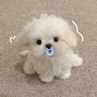 おはようございます(=^ェ^=) 日記