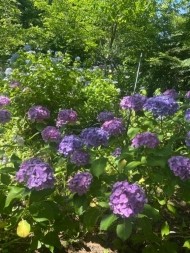 紫陽花の季節です 日記