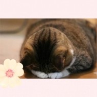 ごめんなさいない。 日記