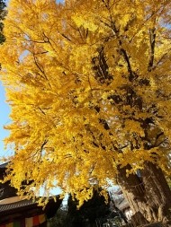 すごい迫力! 日記