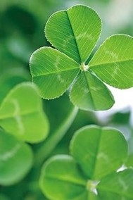 四つ葉のクローバー🍀見つけちゃった🥰 日記