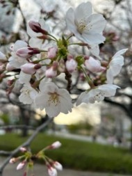 桜🌸ヒラヒラ 日記