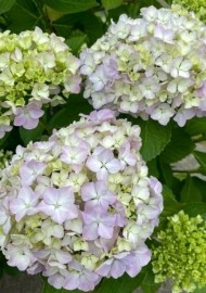 おはようございます 日記