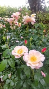 お休みします☘️ 日記