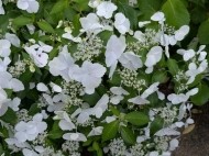 お昼は、お蕎麦を食べて、お花を楽しんでます 日記