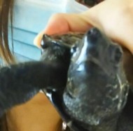 うみんちの🐢 日記