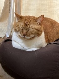 福々しい 日記