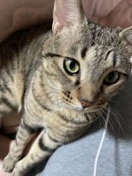 逃亡ネコちゃん😅 日記