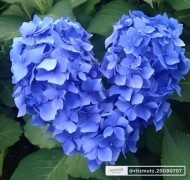 Hello最終日です 日記