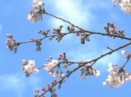 お久しぶりです(*^^*) 日記