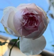 こんばんは♪(?????)♪ 日記