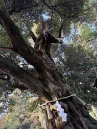 やっと🐴 日記