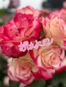 90分1万円半熟熟女の娯楽屋 本庄店