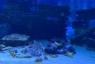 アナルディベロップメント専門店 OSIRIS