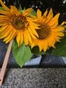 90分1万円半熟熟女の娯楽屋