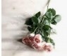 熟女専門店 Delivery Health 出逢い…。
